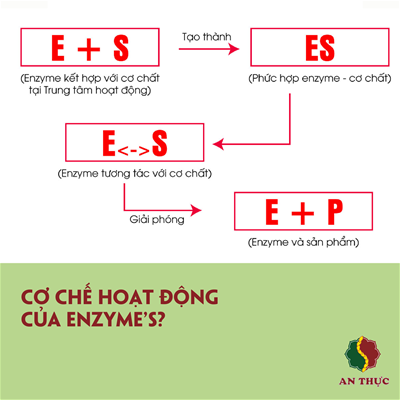 ENZYME'S VÀ CƠ CHẾ HOẠT ĐỘNG THẦN KỲ TRONG CƠ THỂ